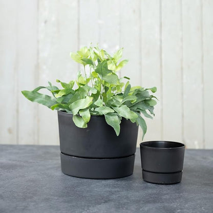 Root & Vessel Majestic Mid-Century Modern Low Profile Cylinder Pot, Matte Black, 10.5"