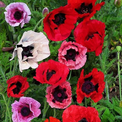 Seeds Oriental Poppy Mix Papaver Perennial Flowers for Planting 1000 Seeds