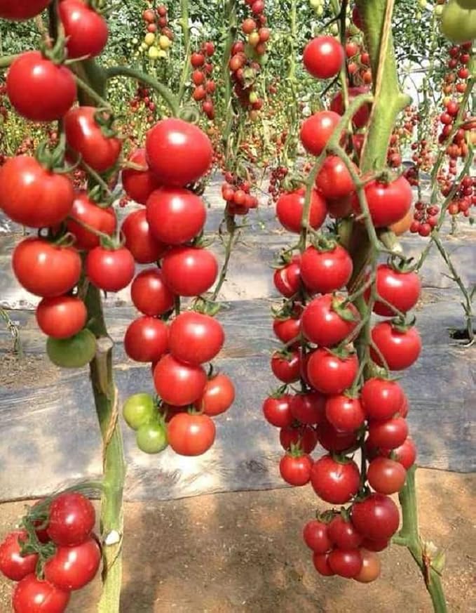 50+ Seeds Vine Tomato - Vegetable Red