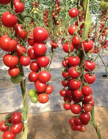 50+ Seeds Vine Tomato - Vegetable Red