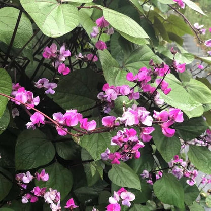 TomorrowSeeds - Purple Moon Hyacinth Bean (Pole) Seeds - 30+ Count - for 2026 Planting Lablab Purpureus Dolichos Tonga Njahi Seim Bataw Flat Beans USA Garden Vegetable Grow Your Own Home Farm Patio