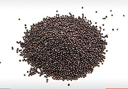 1100 Shanghai Pak Choi, Bok Choy Seeds - Delicious Chinese Vegetable