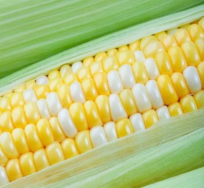 Peaches and Cream Sweet Corn Seeds 100 Seeds - Bicolor Yellow and White Kernels, Sugary Enhanced Hybrid for Home Gardens, Tender Sweet Flavor, Summer Harvest Vegetable Seed