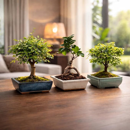 Bonsai Tree Kit for Beginners – 5X Unique Japanese Bonzai Trees | Complete Indoor Bonsai Starter Kit for Growing Bonsai Plants with Tools & Planters – DIY Gardening Gifts for Women & Men