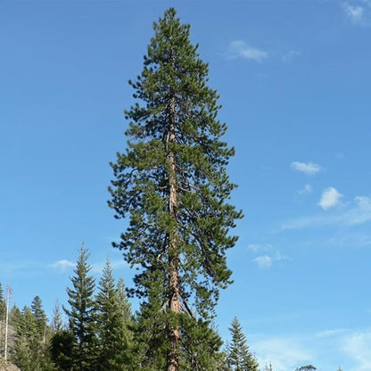 Pinus Ponderosa (Ponderosa Pine) Tree Seeds, Resilience and fire Adaptation, Seeds by MySeeds.Co, You Choose The Amount (Trial Size)