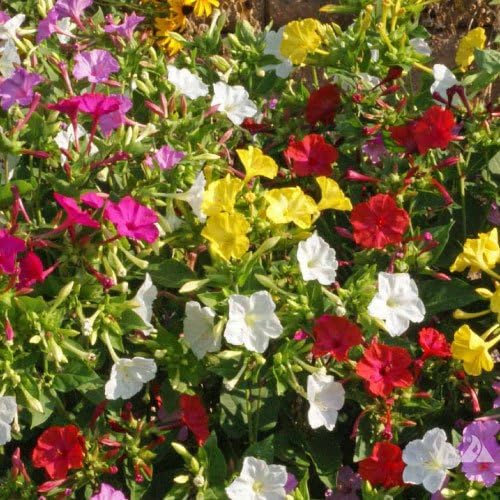 Non GMO Four O'Clock Mix Flower Seeds Mirabilis Jalapa (20 Lbs)