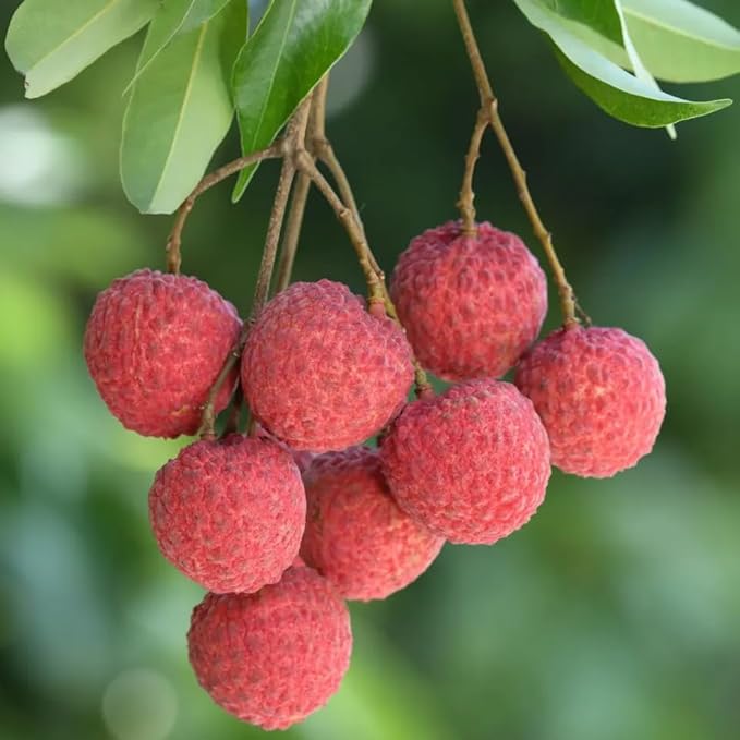 Dwarf Lychee Seeds for Planting Outdoor, 15+pcs Perennial Organic Litchi Tree Seed Non-GMO Heirloom Sweet Edible Fruit, Sweet Juicy Fruits Plants in Your Home Garden