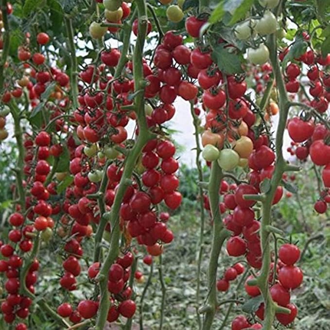 Seeds Vine Tomato Indeterminate Non GMO Heirloom