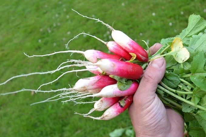 Park Seed Radish Vegatable Plant Seeds, Easy to Grow, Variety of Colors, Spring Garden, Patricia, Pack of 400