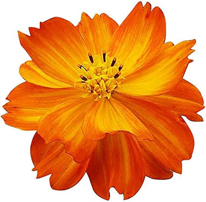 Tall Orange Crest Cosmos Seeds