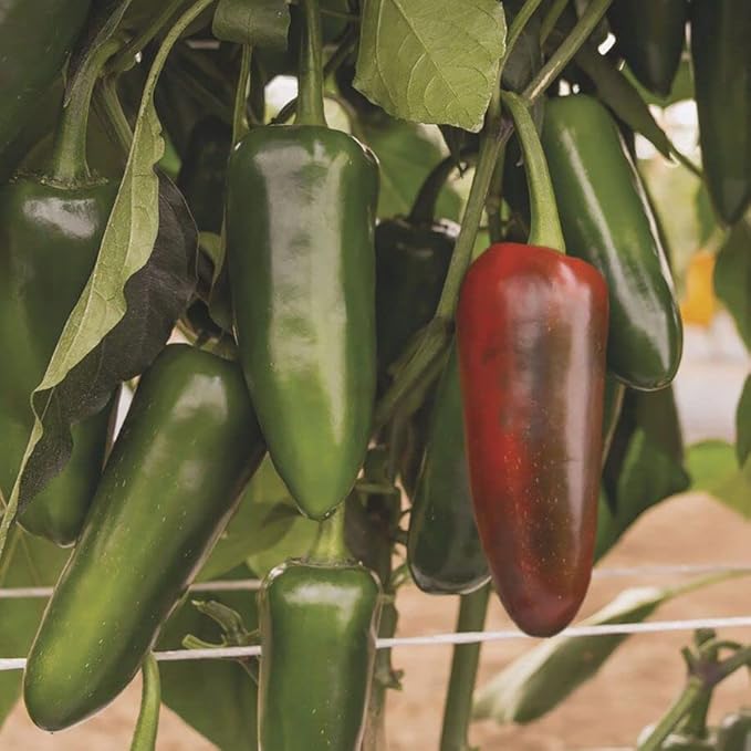 Park Seed Variety of Hot Chili Pepper Plant Seeds, Easy to Grow, Perfect for Spring Garden, San Joaquin Jalapeno, Pack of 15