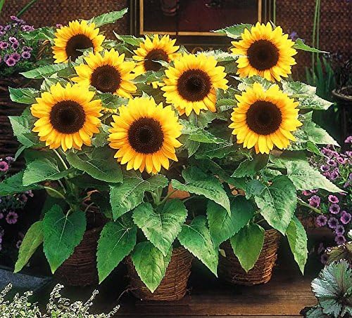 Dirt Goddess Super Seeds ~ Dwarf Sunspot Sunflower Seeds (1/4 Lb) (Helianthus Annuus) 1,000 Seeds Non GMO