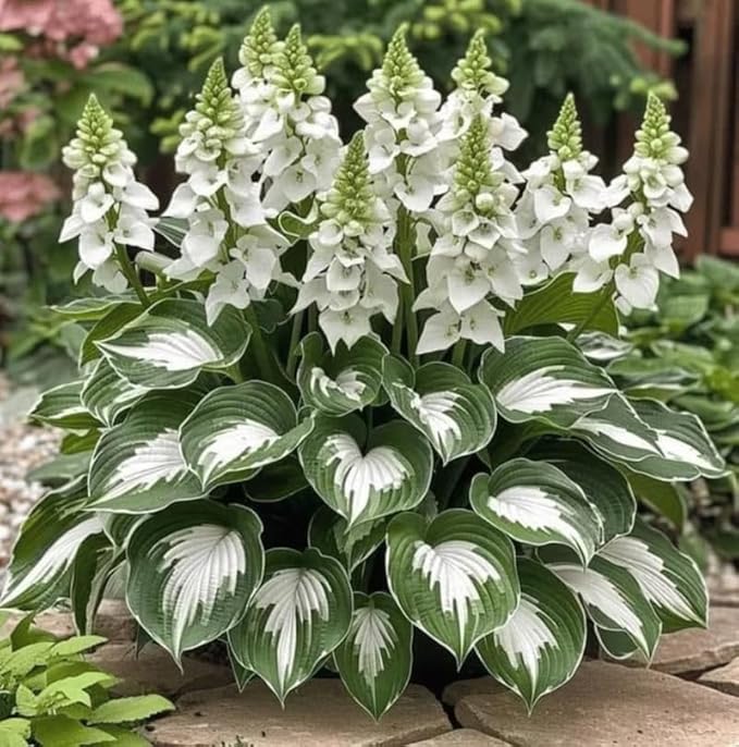 50+ Mixed Rare Hosta Seeds Plantain Lily Hosta plantaginea Flowers Garden Planting
