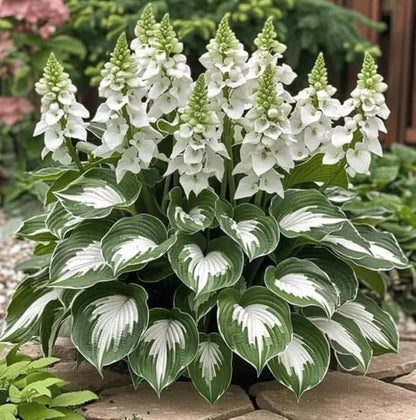 50+ Mixed Rare Hosta Seeds Plantain Lily Hosta plantaginea Flowers Garden Planting