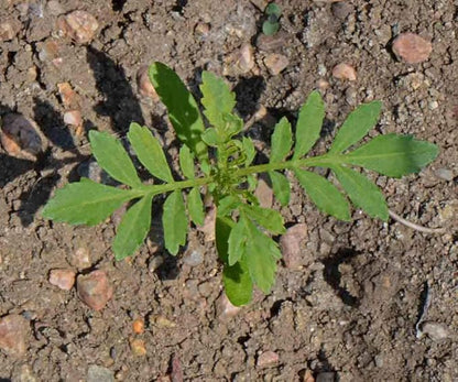 2000 African Marigold 'Crackerjack Mix' Seeds, by Seeds2Go