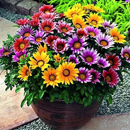 Seeds Treasure Flower Mix- Gazania - Annual Flowers for Planting - GMO Free