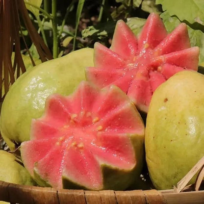 100+ Organic Pink Guava Seeds for Planting,Psidium Guajava Seeds Non-GMO Heirloom,Tropical Fruit Seed Vitamin C Rich Exotic and Delicious Fruits for Garden Home Outdoor