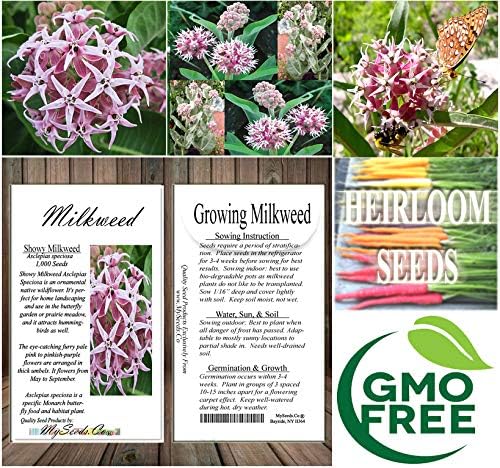 Big Pack - (1,000) Showy Milkweed Seeds, Asclepias Speciosa (Big Pack Showy Milkweed)