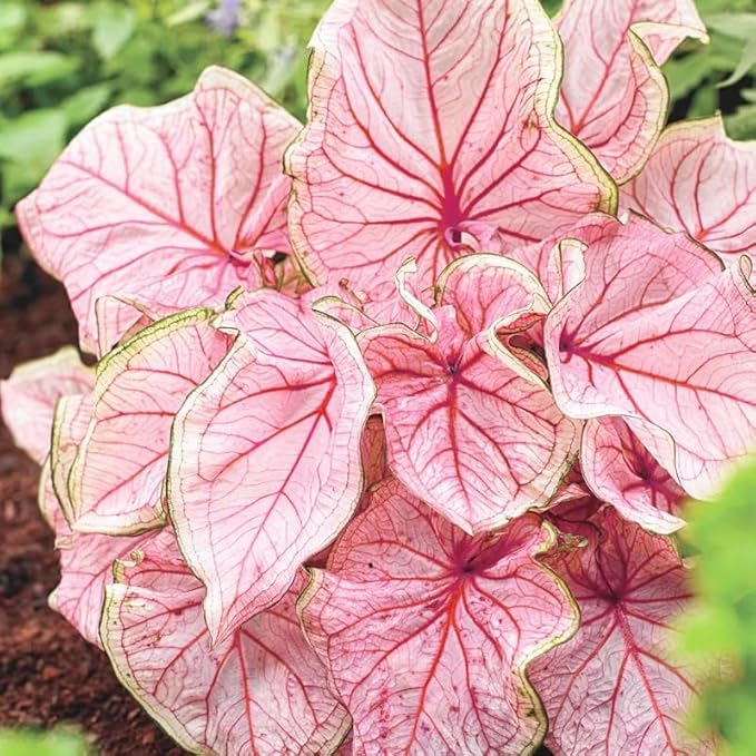 200Pcs Mix Caladium Seeds for Planting for Planting-Non-GMO Heirloom Plant Seeds Garden Outdoor