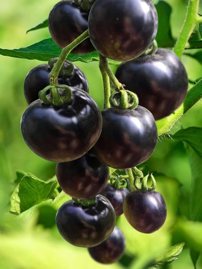 Seeds Indigo Rose Cherry Tomato/Indeterminate Type/Non GMO/Heirloom