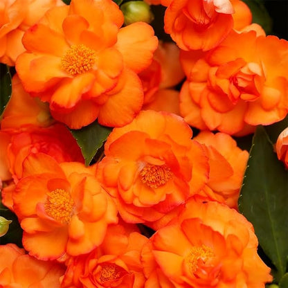 360+ Mixed Impatiens Athena Flower Seeds for Planting -Non-GMO Heirloom Garden Seeds for Planting Flowers
