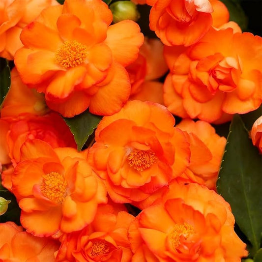 360+ Mixed Impatiens Athena Flower Seeds for Planting -Non-GMO Heirloom Garden Seeds for Planting Flowers