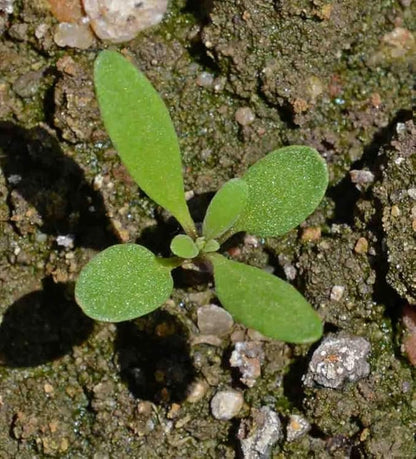 100+ Pink Rosie O'Day Alyssum Seeds Groundcover Flowers Garden Planting