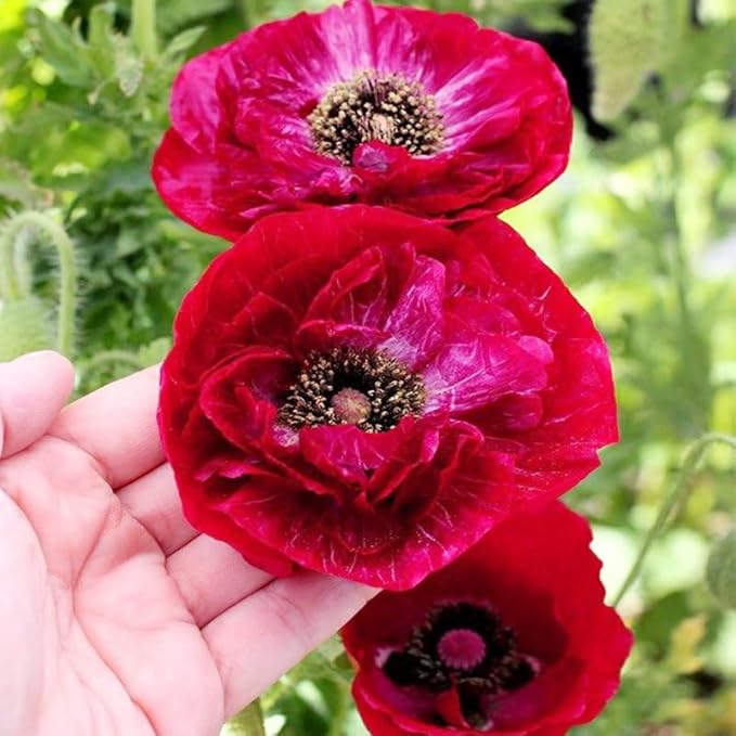 5000+ Mixed Poppy Flower Seeds for Planting-Colorful Masses of Wildflowers - Heirloom & Open Pollinated