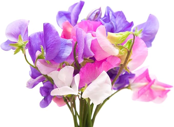 Heirloom Sweet Pea Mixed Seeds - Approximately 65 Seeds