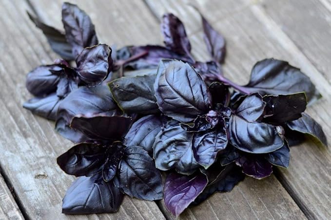 Seeds Basil Purple Leaf Opal Indoor Vegetable for Planting Heirloom Non GMO - 500 Seeds