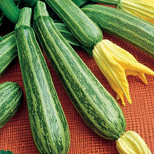 Seeds Vegetable Zucchini Tiger Striped Green - 30 Seeds
