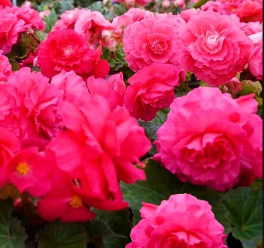 100PCS Pink Begonia Nonstop Flower Seeds Ornamental Easy to Grow Flower Seeds Home Garden
