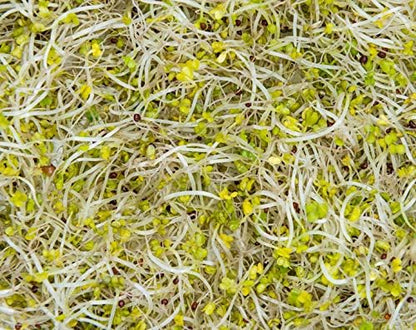 Food to Live Organic Broccoli Seeds for Sprouting, 25 Pounds – Non-GMO, Vegan, Kosher, Sirtfood, Bulk. Rich in Sulforaphane, Vitamin C. Grow Sprouts, Microgreens for Salads, and Sandwiches