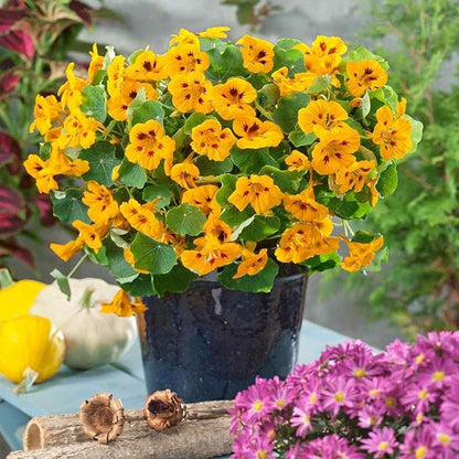 Outsidepride Tom Thumb Ladybird Nasturtium Seeds - 200 Pcs Annual, Easy to Grow & Versatile, Flower Seeds for Planting Vibrant Blooms, Ideal for Gardens, Borders, and Pollinator Gardens