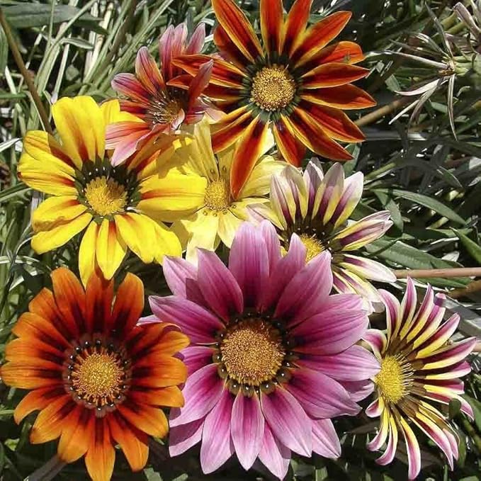 Seeds Treasure Flower Mix- Gazania - Annual Flowers for Planting - GMO Free