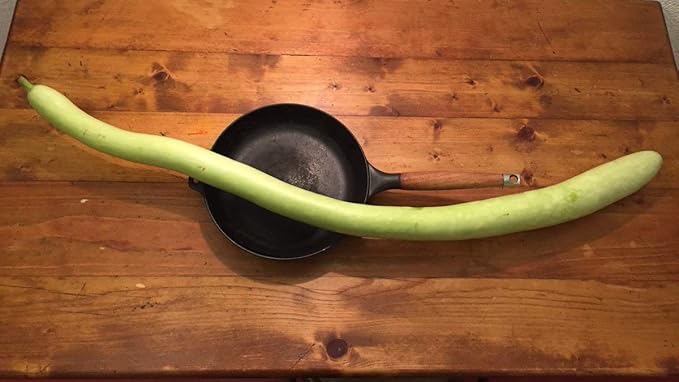 Seeds Calabash Long Gourd Lagenaria Serpantine Heirloom Vegetable for Planting Non GMO