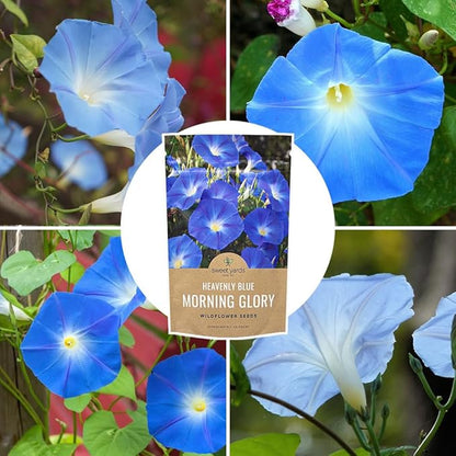 Morning Glory Seeds Heavenly Blue - Bulk 1/4 Pound Bag - Over 4,000 Fresh Flower Seeds