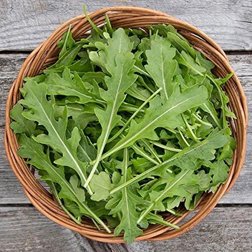 Organic ARUGULA Seeds (APPR. 1,100) Surrey Arugula - Heirloom Vegetable Seeds - Certified Organic, Non-GMO, Non Hybrid -USA