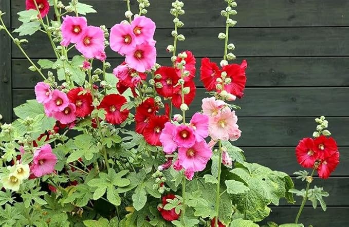 Seeds Hollyhock Seed Mix Malva 30+ Seeds for Planting Showy Perennial Flower Multicolor Mixture