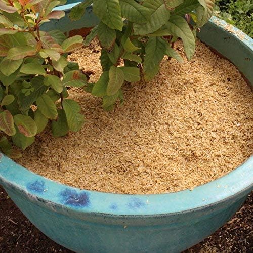 Rice Hulls - Organic Use - 10 lb - House Plants - Gardening - Chicken Bedding Nesting
