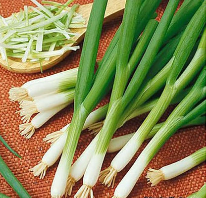 Japanese Bunching Onion - Ishikura Long Winter