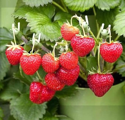 250PCS Alpine Strawberry Fast Growing Wild Strawberry Fragaria Vesca Seeds Heirloom