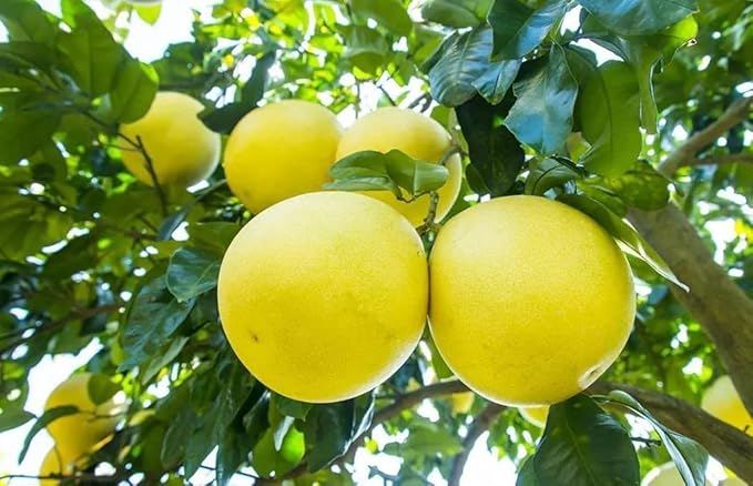 Gardenera's Premium Pomelo Tree Soil Mix - Quick Drain Potting Soil for Growing and Repotting Citrus Maxima - 4 Quart