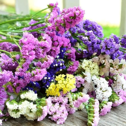 Wavyleaf Sea Lavender (Limonium, Statica) Mix Seeds Annual Flowers Herbs for Planting Non GMO 80 Seeds