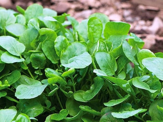 Seeds Garden Cress Broadleaf Indoor Lettuce Heirloom Vegetable for Planting Non GMO