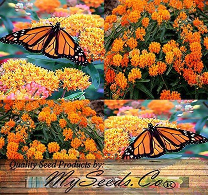 Big Pack - (1,000) Butterflyweed Milkweed Seeds, Asclepias tuberosa (Big Pack Butterflyweed Milkweed)