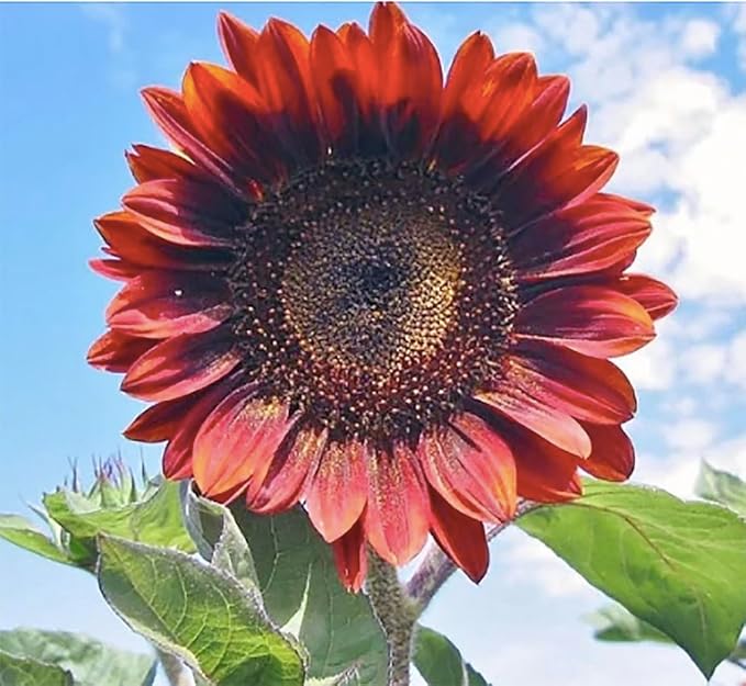 Red Sun Sunflower Seeds - Heads up to 6" Across