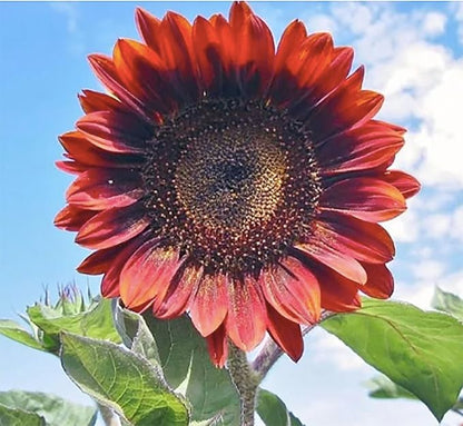 Red Sun Sunflower Seeds - Heads up to 6" Across
