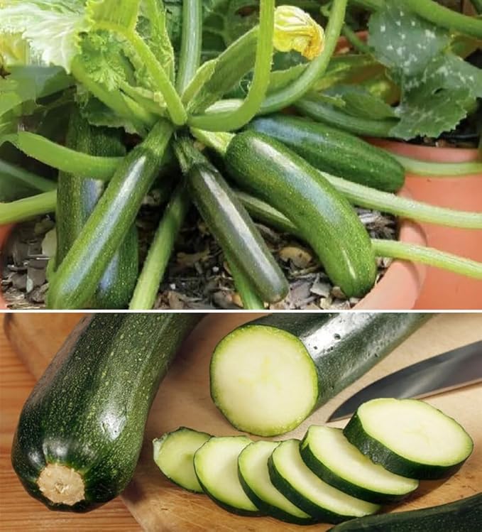30+ Squash Zucchini Seeds Non-GMO Summer Squash Cucurbita Pepo Mexican Grey Squash Heirloom Vegetable