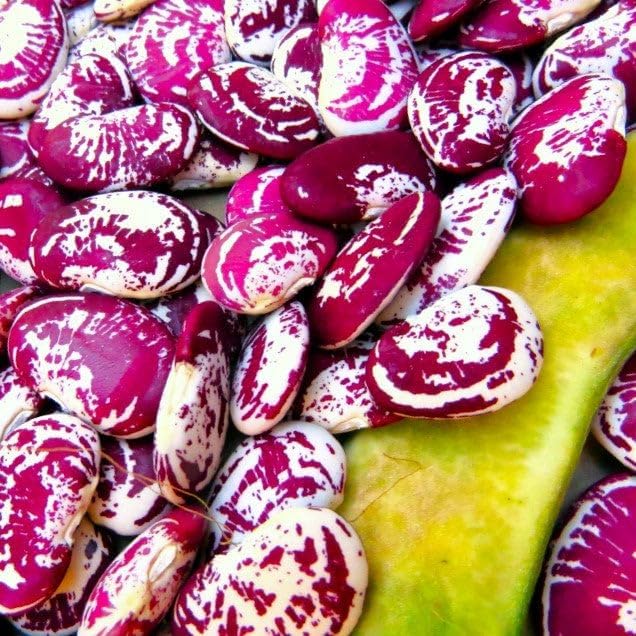 TomorrowSeeds - Christmas Lima Bean (Pole) Seeds - 60+ Count - for 2026 Planting Red Speckled Large Pods Heat Tolerant Chestnut Calico Cranberry Butter Green Vegetable Grow Your Own Home Farm Patio